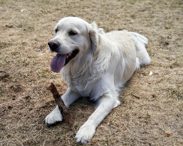 Pourquoi les ours polaires sont-ils essentiels à l'équilibre de leur écosystème?