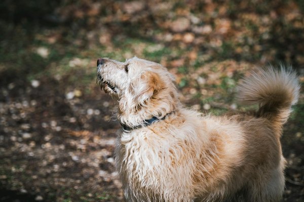 Faut-il adopter un chat siamois ?