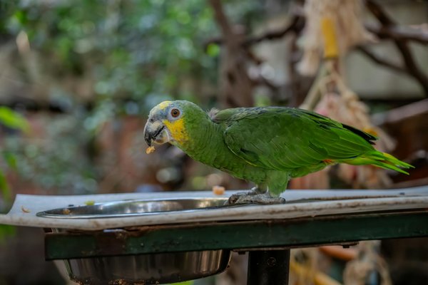 Comment les rats taupiers modifient-ils leur environnement pour créer des tunnels?