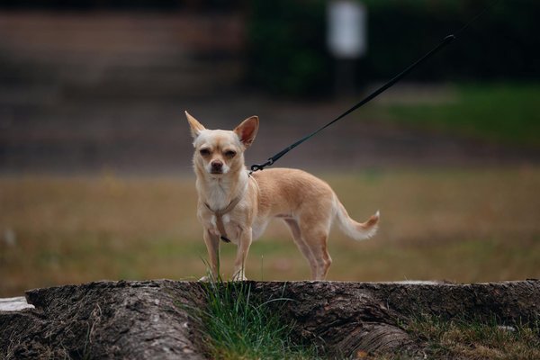 Quels sont les comportements de reproduction les plus fascinants chez les oiseaux exotiques?