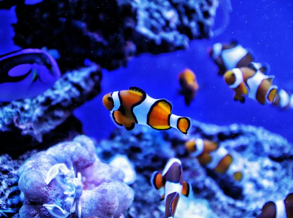 Découvrez les avantages des faux poissons pour aquarium